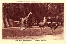 CPA Exposition Coloniale Internationale Paris Parc Zoologique Girafes et Autruches Zoo