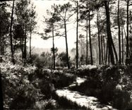 CPM La Lande Le Ruisseau dans la Foret