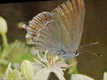 CPM Papillon Strymon Ilicis Petit porte queue de la famille des Lycaenidae