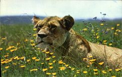 CPM Lionne au repos Lion