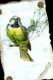CPA Fantaisie oiseau