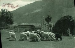 VINTAGE POSTCARD Easter Sheep