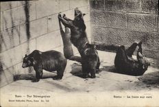 VINTAGE POSTCARD Bern the bear pit