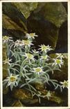 VINTAGE POSTCARD Swiss Leontopodium Alpinum