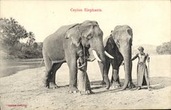 CPA Ceylon Elephants 