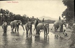 CPA Ceylon Elephants 
