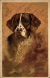 VINTAGE POSTCARD Dog Spaniel