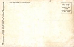 CPA Fantaisie Fleurs 