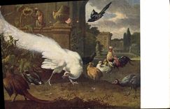 VINTAGE POSTCARD DER weise Pfau Julius Hand-barrow Berlin D' Hondecoeter