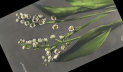 CPA Fantaisie Fleurs Muguet