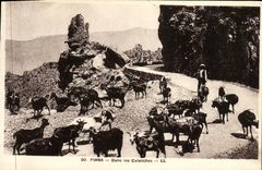 VINTAGE POSTCARD Piana In the Creeks Goats