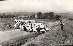 MODERN CARD Herd Of Sheep with its shepherd
