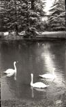 MODERN CARD Pau Beaumont Park Swans Of the Basin