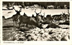 VINTAGE POSTCARD Rennes In Der Bergan