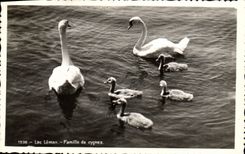 CPM Lac Leman Famille De Cygnes