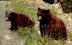 CPM American Black Bear