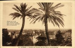 CPA Hyeres Palmiers De l'Avenue Des Iles d'Or et vue sur les iles