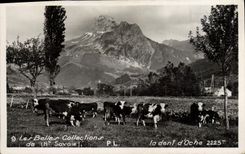 Colecciones hermosas de la POSTAL de la VENDIMIA de las vacas de D Oche del diente