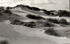 VINTAGE POSTCARD Littoral North Dunes