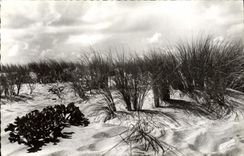 MODERN CARD Evening Of Storm On the Dune