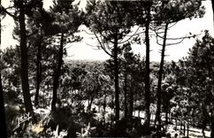 CPM Foret St Jean De Monts