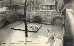 VINTAGE POSTCARD Believed Of the Seine Paris the Bear pit Invaded By Water Zoo