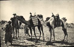 CPM Militaria Au Sahara Chameau