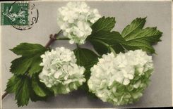 CPA Fantaisie Bonne Annee Fleurs 