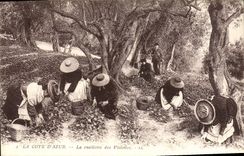 POSTAL de la VENDIMIA la dimensión del azul la reunión de las violetas