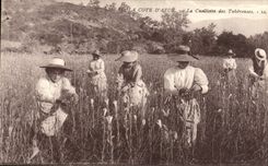 VINTAGE POSTCARD the Dimension of Azure the Gathering of the Tuberoses