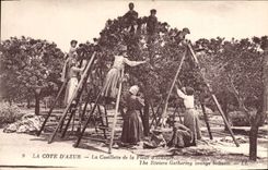 VINTAGE POSTCARD the Dimension of Azure the Gathering of Flower of orange