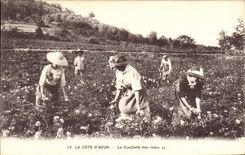 CPA La Cote d'Azur La Cueillette des roses 