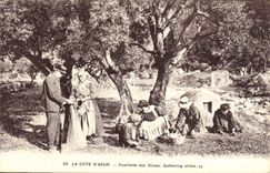 VINTAGE POSTCARD the Dimension of Azure the Gathering of Olives