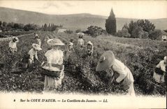 CPA Sur La Cote d'Azur La Cueillette du Jasmin