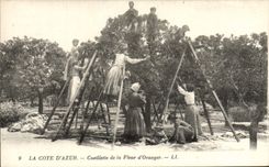 VINTAGE POSTCARD the Dimension of Azure Gathering of Flower of Orange tree