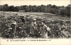 VINTAGE POSTCARD On the Dimension of Azure the Gathering of Marguerttes