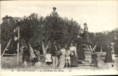 VINTAGE POSTCARD In Provence the Gathering of Olives