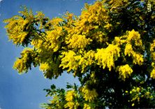 POSTAL MODERNA flores de la dimensión de los Mimosas azules