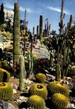 CPM La Cote d'Azur Jardin exotique Cactus 