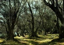 POSTAL MODERNA dimensión de los campos azules de aceituna-árboles