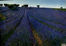 POSTAL MODERNA campo de la lavanda