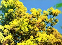 POSTAL MODERNA dimensión de la luz azul y belleza de la dimensión del azul
