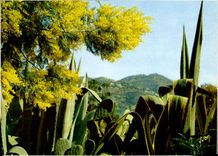 CPM Cote D'Azur Fleurs