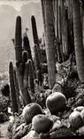 CPM La Cote D'Azur Les Jardins Exotiques Cactus