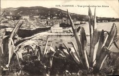 VINTAGE POSTCARD Cannes Seen from Between Aloes