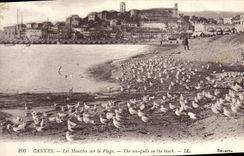 CPA Cannes Les Mouettes sur la Plage 