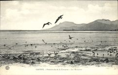 VINTAGE POSTCARD Cannes Walk of the Small cross gulls