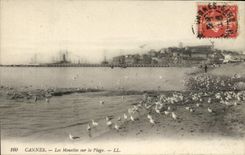 CPA Cannes Les Mouettes Sur la Plage