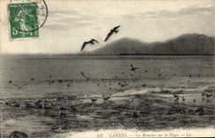 CPA Cannes Les Mouettes Sur la Plage