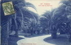 CPA Cannes Une Allee de Palmiers